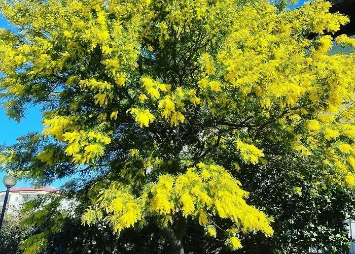 לינה וארוחת בוקר Marrelli *